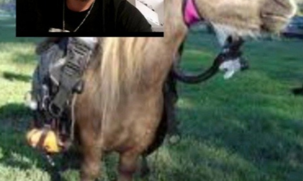 Petition : Pour un élevage de poney à l'entrée de jemeppe