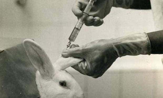 Pour une interdiction de l’expérimentation du maquillage sur les lapin !