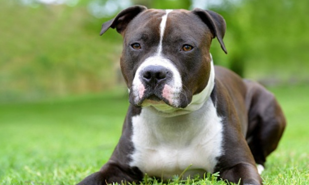 Urgent : Non à l'euthanasie de Skaar !