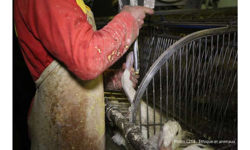 LE GAVAGE EST CRUEL. STOPPONS LA PRODUCTION DE FOIE GRAS.