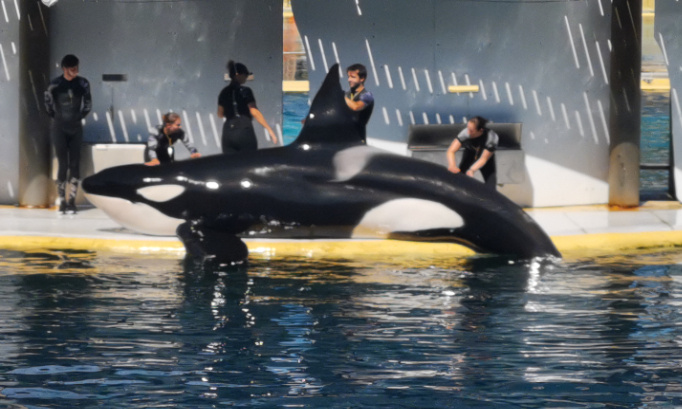 Non &agrave; l interdiction des spectacles d orques et de dauphins et autres et pour la reproduction des orques marineland antibes