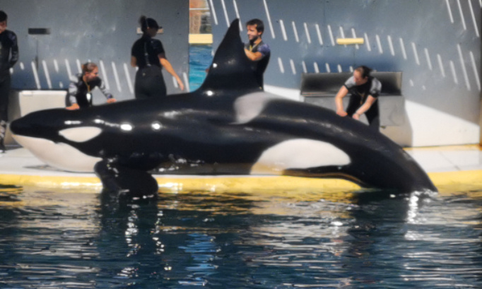 Laissez vivre nos orques au marineland d entibes pas de Japon
