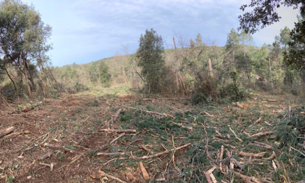 Préservons leurs habitats en protégeant les EBC (Espaces Boisés Classés) !