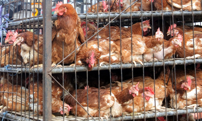 Stop à toutes les souffrances infligées aux animaux, une législation s'impose !