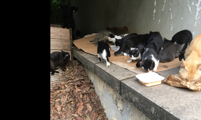 Pour la stérilisation des chats errants de la Croix-Rousse à Lyon !