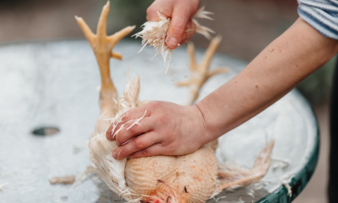 Stop aux abus sur les animaux dans la production de viande !