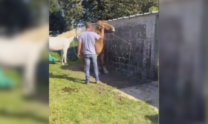 Justice pour le pauvre cheval frappé à coups d'objet tranchant !