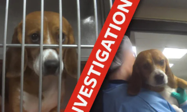 Mettre fin au chagrin : sauvez les chiens de la recherche scientifique