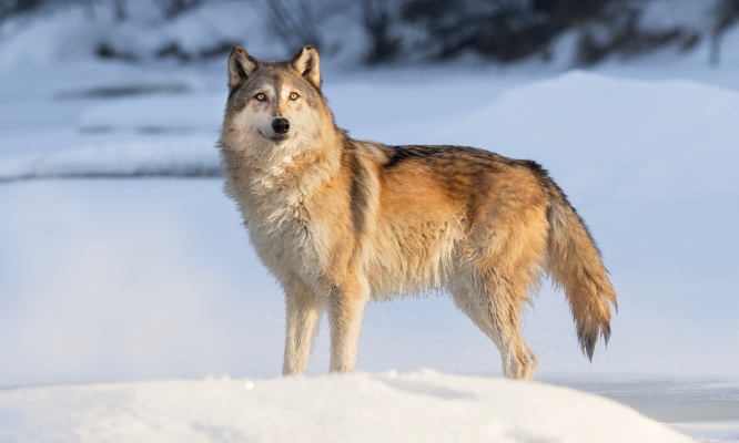 Urgent ! Sauvons M351, non à l'abattage du loup reproducteur en Suisse !