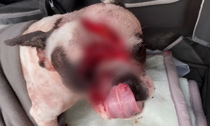 Justice pour Aldo le pauvre chien battu à coups de hachoir !