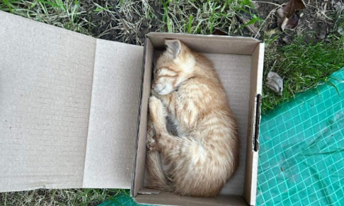 STOP à la misère des chats errants d'Yvetot