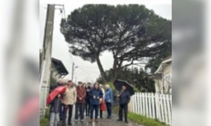 Sauvons un pin parasol centenaire, patrimoine de la ville d'Andernos Les Bains !