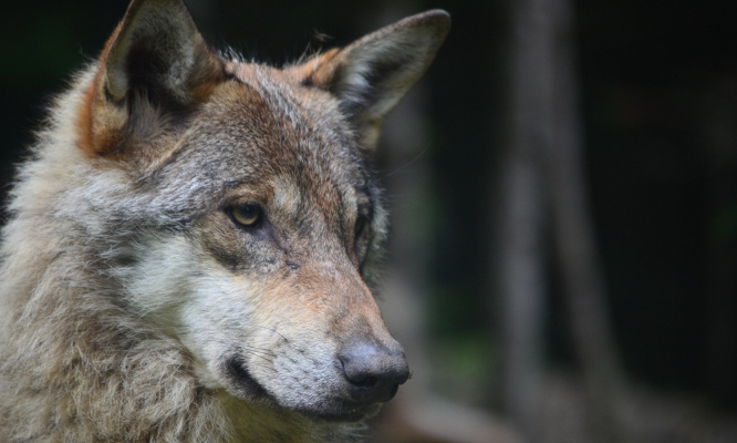 Arrêtons l’éradication des loups en Europe !!