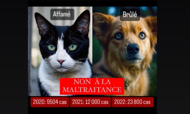 Pour des peines à la hauteur des actes : Stop à l'injustice pour les crimes sur nos amis les animaux !