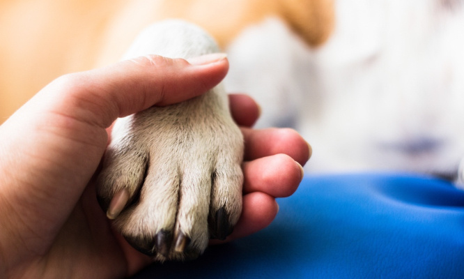 Aidez-moi à garder Ulysse