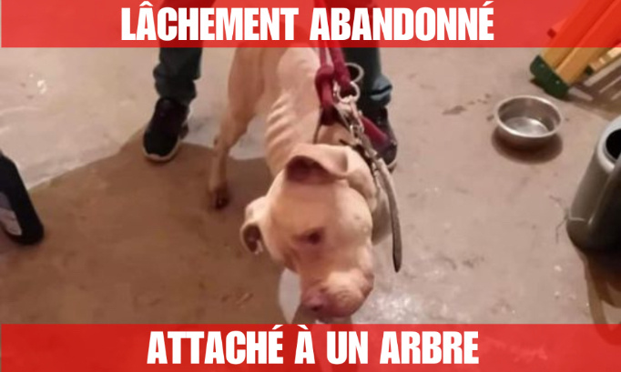 Justice pour ce chien rachitique, abandonné et attaché à un arbre !