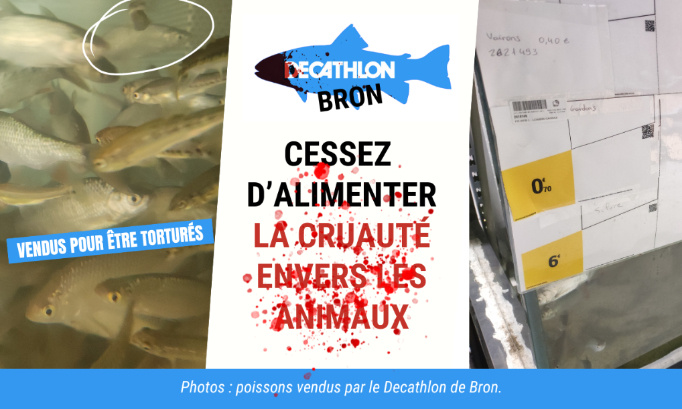 Decathlon Bron : stop à la vente de poissons pour être torturés !