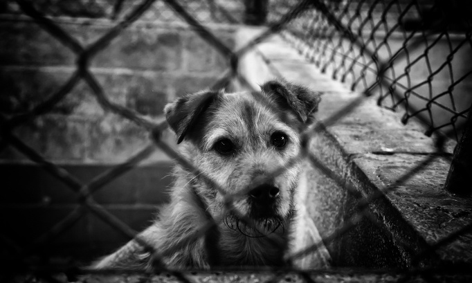 Justice pour les pauvres animaux du Refuge de l'Arche de Noël qui ont vécu l'enfer !