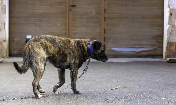 Pour l'arrêt total de la maltraitance sur tous les animaux !