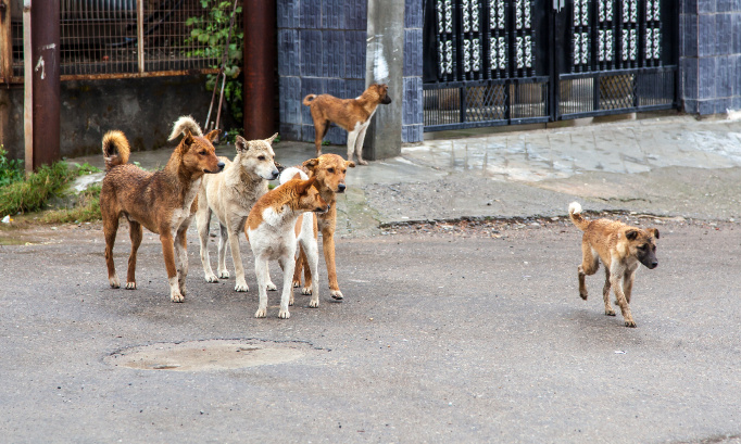Non à l'errance animale à la Réunion !