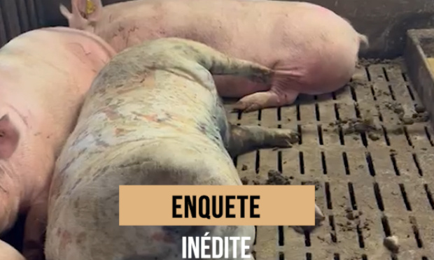 Faisons fermer d'urgence l'élevage de truies à MANT dans les landes