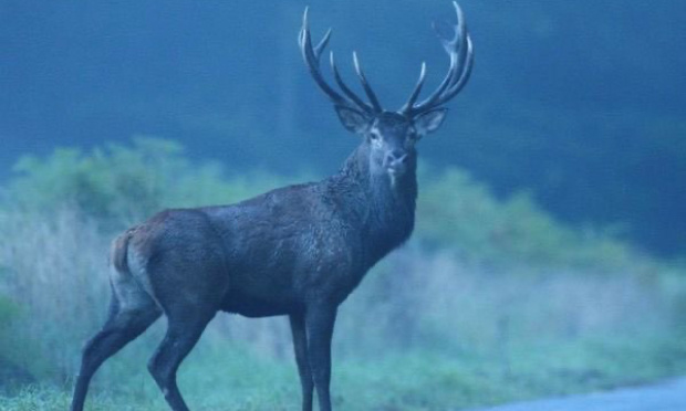 Justice pour Eole, le cerf emblématique de la forêt de Mormal abattu par des chasseurs !