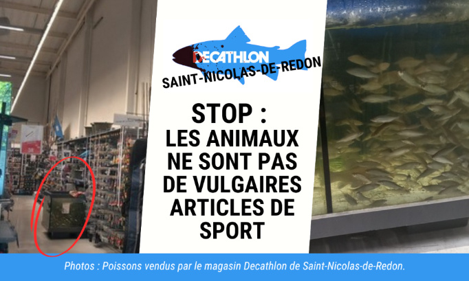 Stop : les animaux ne sont pas de vulgaires articles de sport
