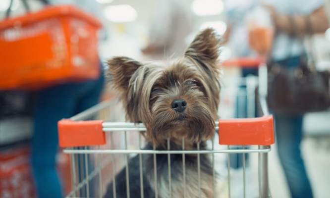 Pour que nos chiens puissent être acceptés dans les commerces !
