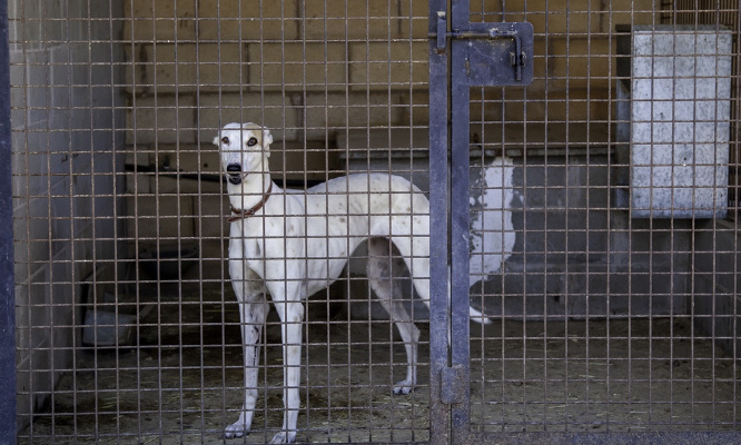 Stop au martyre des galgos en Espagne !