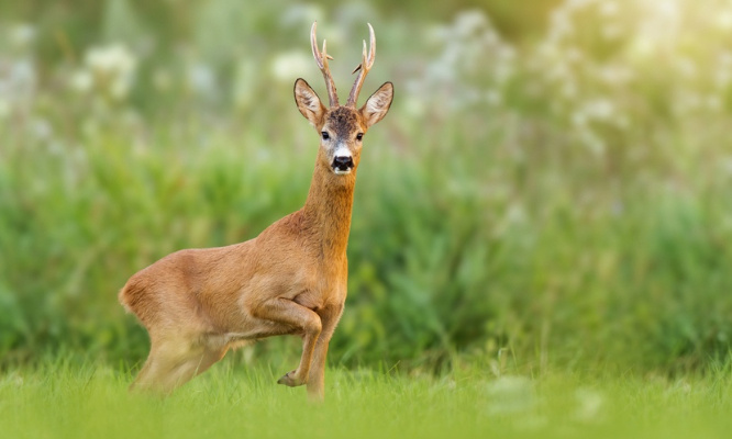Arrêter les viandards