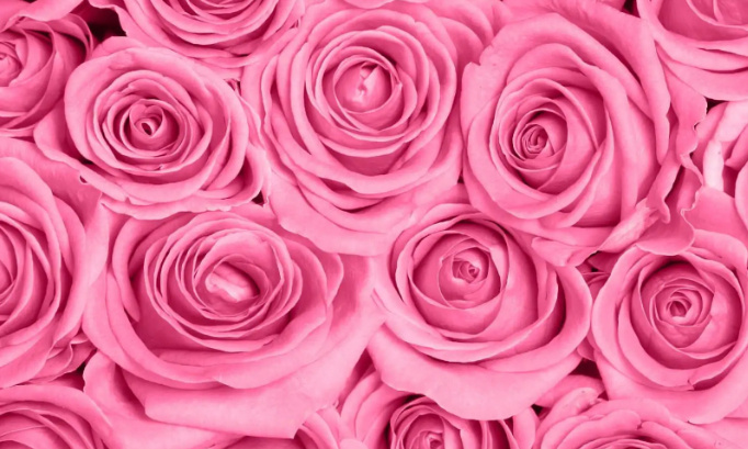 Pétition : Oscar doit baisser la fréquence au quel il parle de Rose