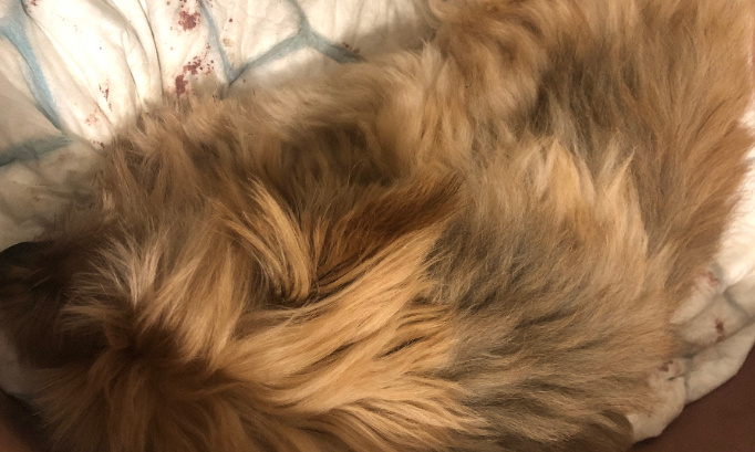 Urgences vétérinaire dans L’Oise