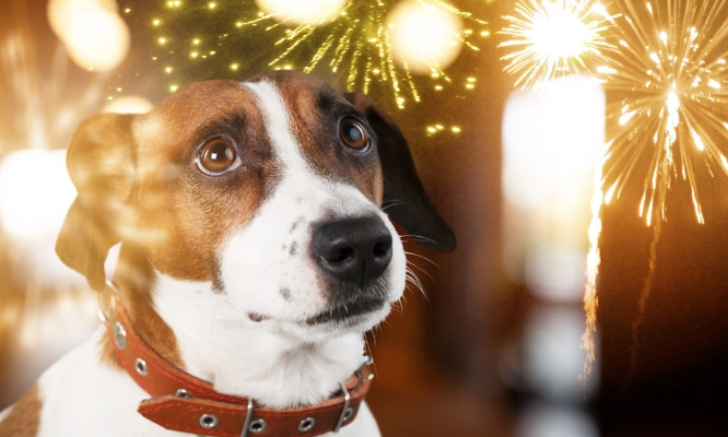 Stop aux feux d'artifice de particulier qui effrayent et tuent nos animaux !