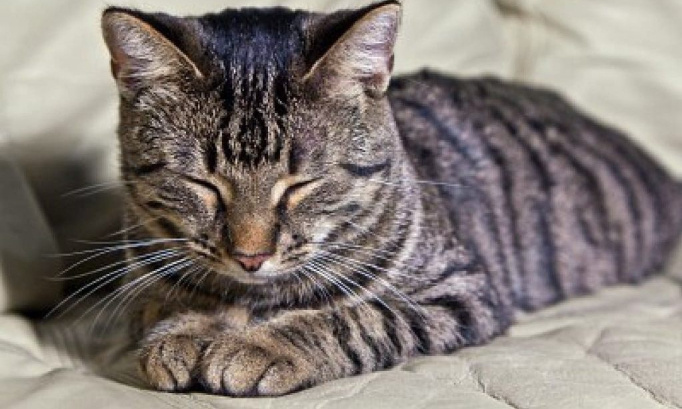 Justice pour les 20 chats qui ont été massacrés et/ou empoisonnés à Montreuil Juigné (49)