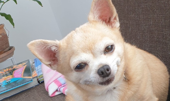 Je veux que cesse les exp&eacute;rimentations sur les animaux vivants, en particulier les chiens et les chats.