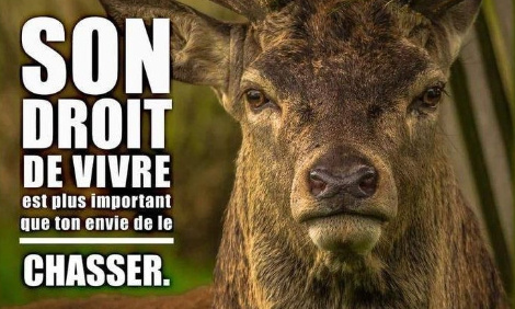 Demandons l'arrêt de toutes les chasses dangereuses et inutiles