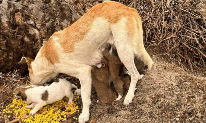 Protégeons les animaux de Tunisie !
