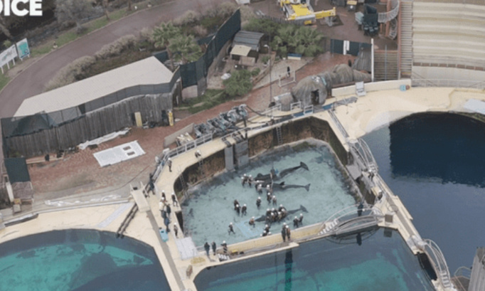Urgent : sauvons les orques du parc Marineland !