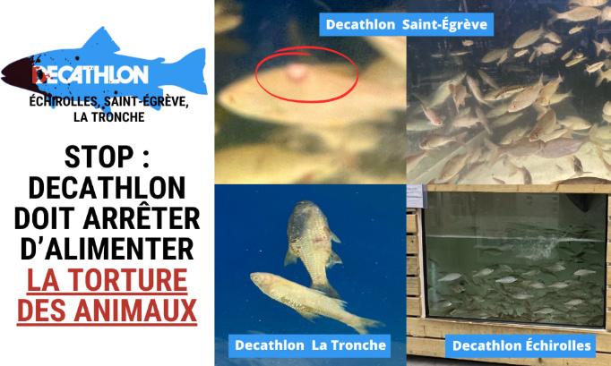 Stop : Decathlon doit arrêter d’alimenter la torture des animaux.