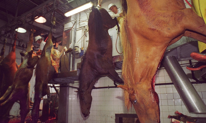 Défendons les chevaux et faisons tout pour l'abolition des boucheries chevalines !