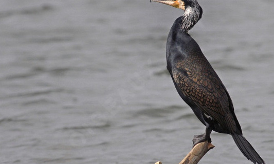 R&eacute;gulation des cormoran