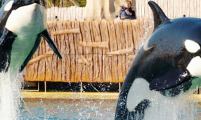 Pour une otorisation de secretairiat de l'&eacute;tat pour que nos orques restent au marineland d entibes pas de transfert au Japon ni dans un autre parc