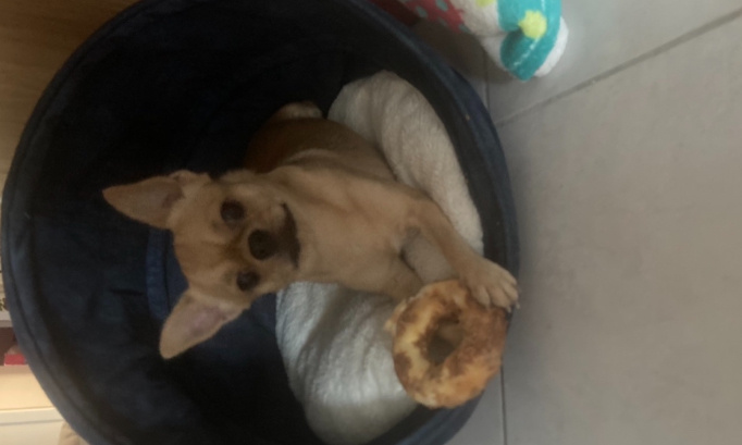 STOP aux chiens sans laisse