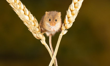 Stop aux pièges à colle interdits par le code Wallon mais toujours en vente