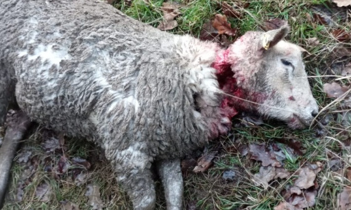 Non &agrave; l'implantation du loup !