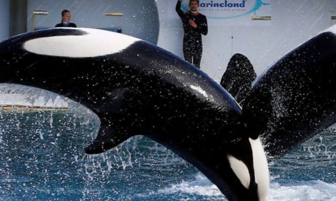Pour le maintien des orques et le maintien des spectacles d orques et la reproduction des orques au marineland d entibes