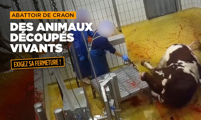 Fermons l'abattoir de Craon