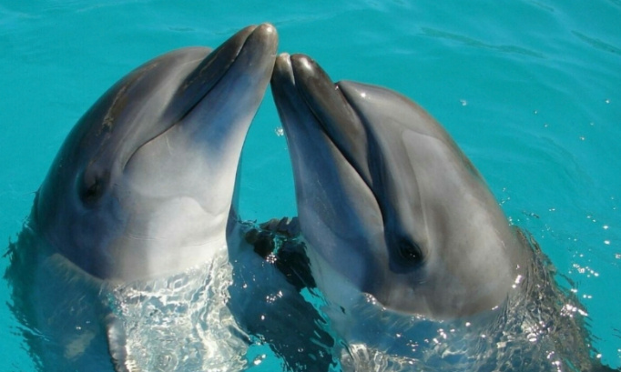 Une otorisation pour garder nos c&eacute;tac&eacute;s et la reproduction des orques des dauphins et otaries et phoques marineland d entibes plan&egrave;tes sauvage onts le droits de les garder leurs c&eacute;tac&eacute;s et la reproduction des orques et dauphins