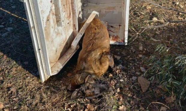 Mobilisation pour retrouver l'assassin d'une chienne martyr atrocement suppliciée