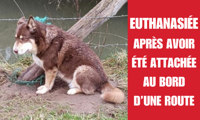 Justice pour Nikita, euthanasiée suite à son abandon